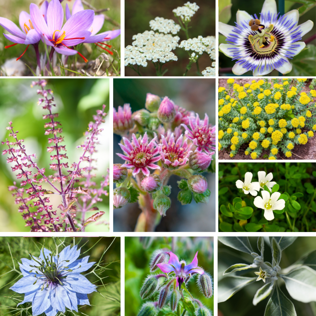10-natural-ingredients-for-plant-based-stress-support