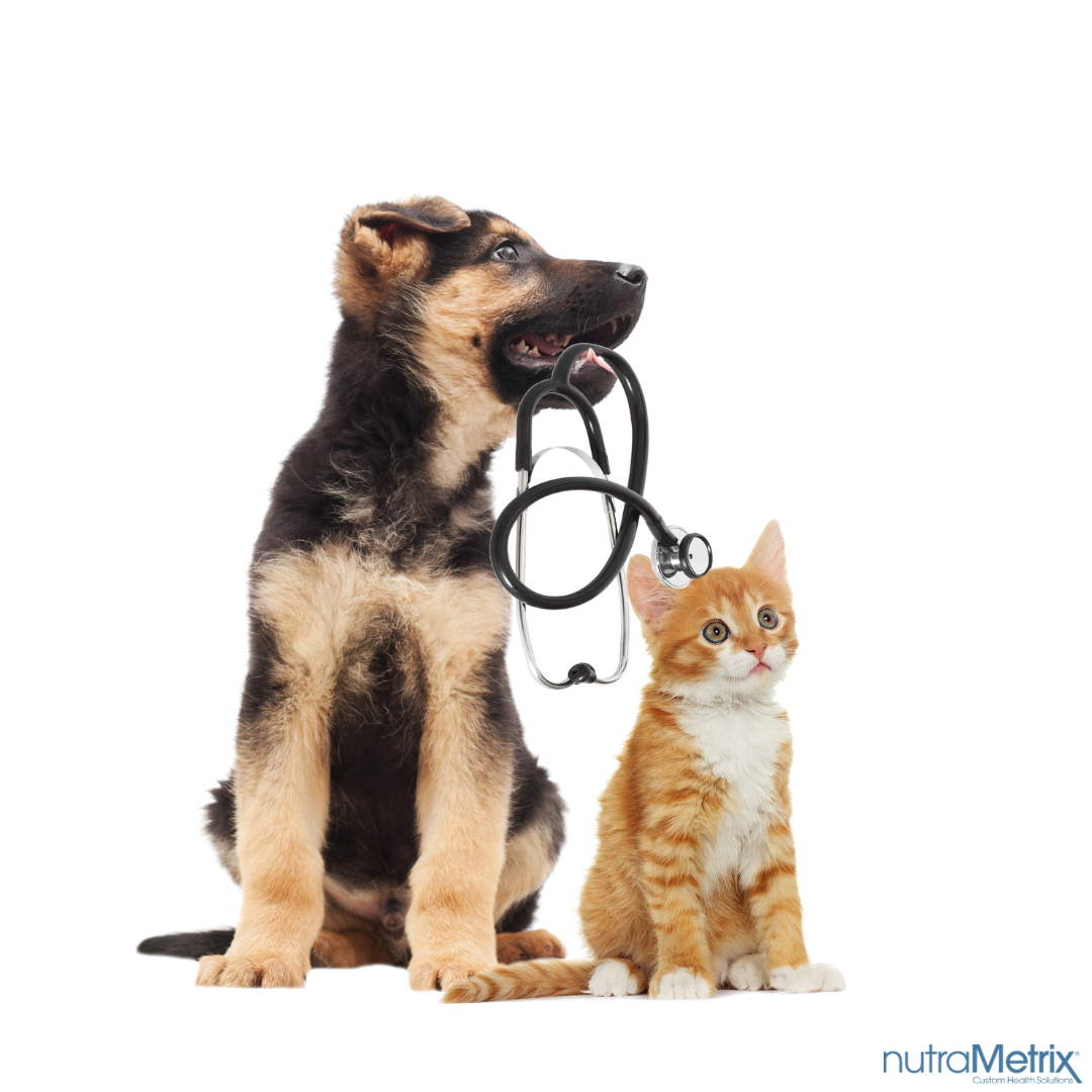 Paws and Wellness The Critical Importance of Pet Health