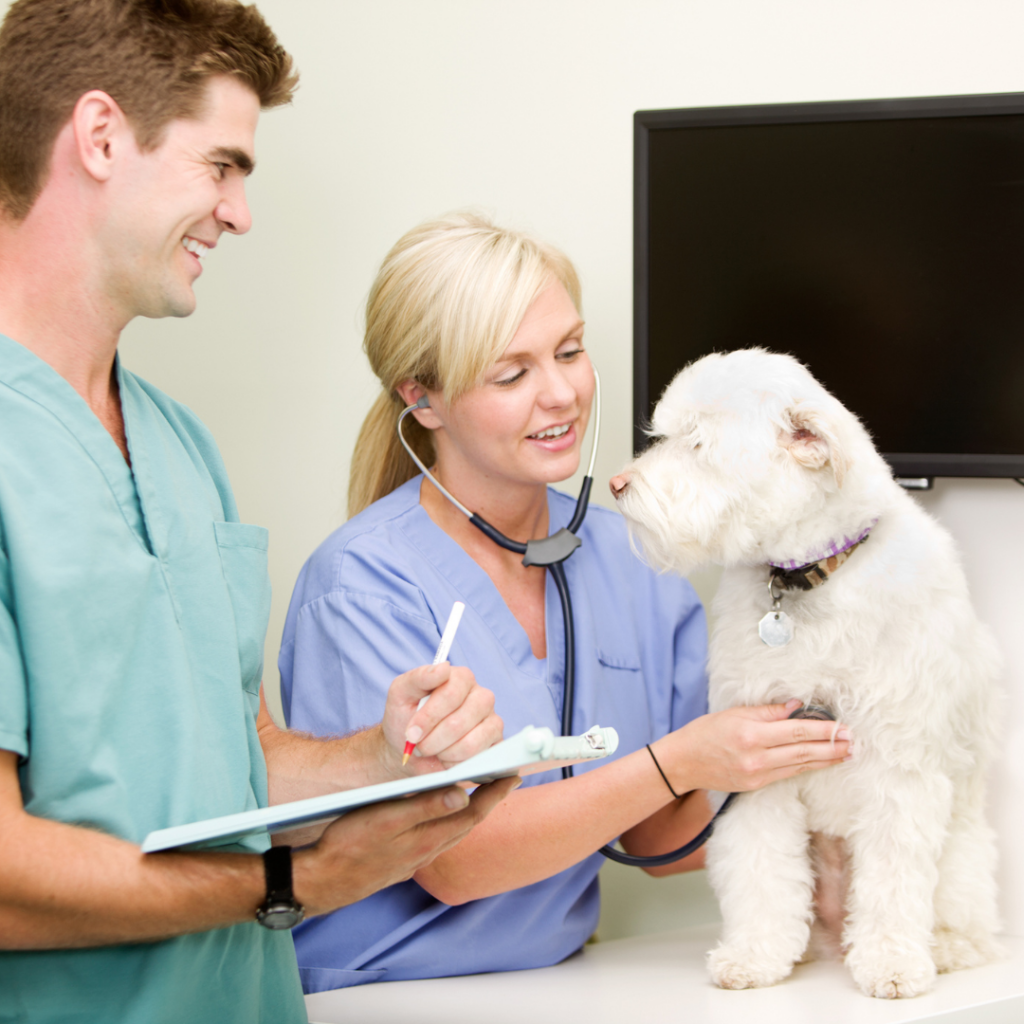 Regular veterinary check-ups are a cornerstone of responsible pet care.