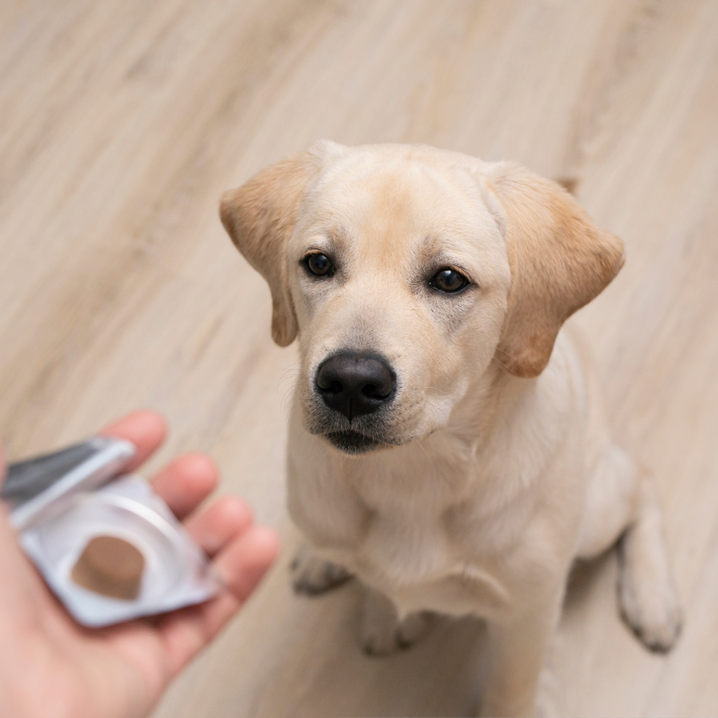 Preventative care and supplementation are crucial aspects of comprehensive pet health.