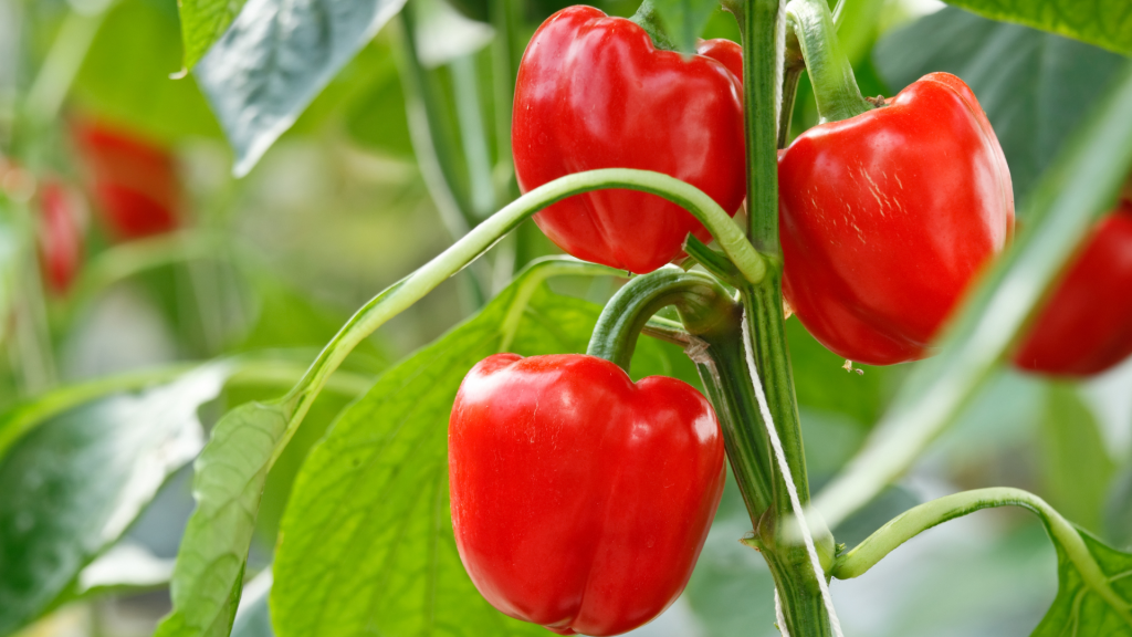 Red bell peppers are loaded with beta-carotene and vitamin E, nutrients that not only protect you from oxidative stress but also support collagen health. The American Journal of Clinical Nutrition notes that a higher intake of carotenoid-rich vegetables like red bell peppers is associated with a healthier,